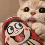 Avatar of Ayesha Qureshi